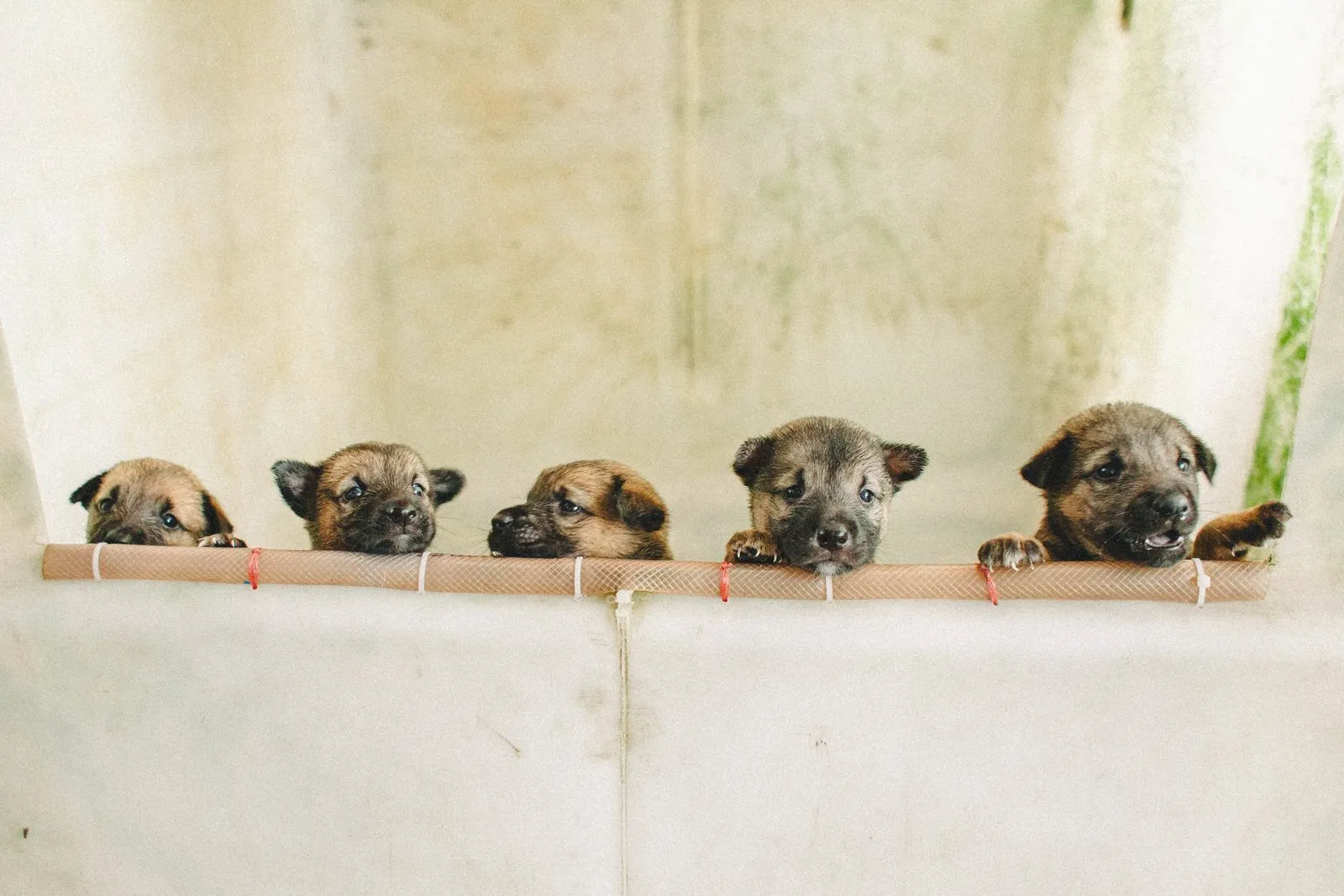 What Happens During a Double-Coat Grooming Visit